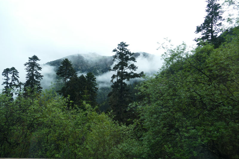 Forêt de haute montagne