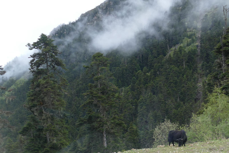 Un yak solitaire au bord de la route