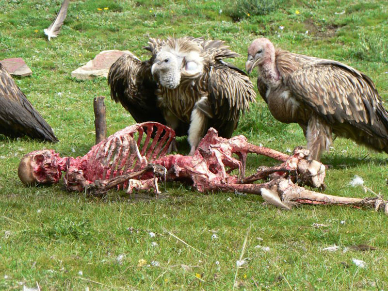 « Funérailles célestes » : les corps laissés aux vautours (fr.wikipedia.org)