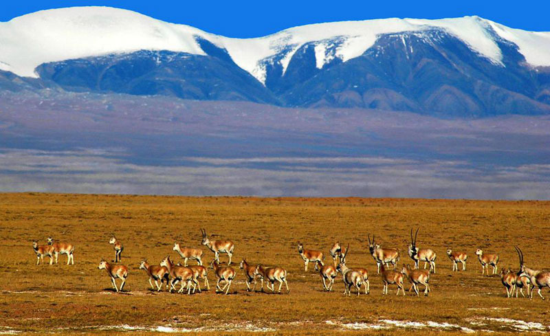 Des antilopes dans la réserve naturelle de Hoh Xil Des antilopes dans la réserve naturelle de Hoh Xil