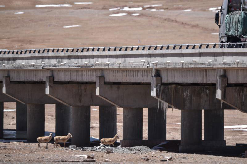 Les antilopes passent sous la grand-route Qinghai-Tibet