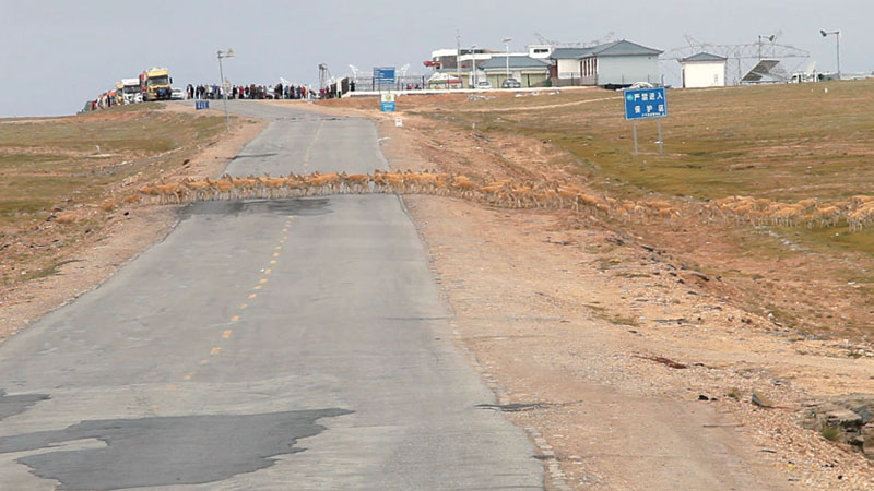 Des antilopes escortées passent sans danger la route Qinghai-Tibet barrée pour l'occasion Des antilopes escortées passent sans danger la route Qinghai-Tibet barrée pour l'occasion