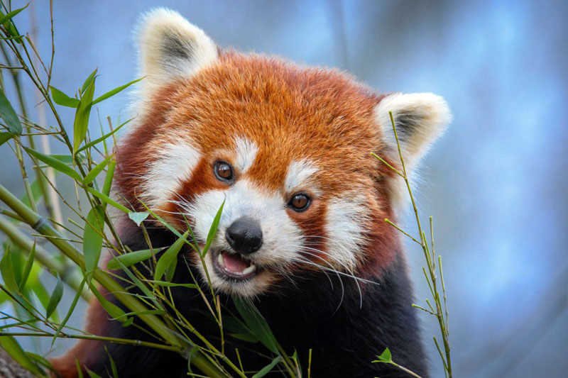 Un panda roux de l'Himalaya (Image: Mathias Appel) 