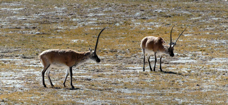 antilopes du Tibet ou « chirou », près de Nyima (septembre 2019) antilopes du Tibet ou « chirou », près de Nyima (septembre 2019)