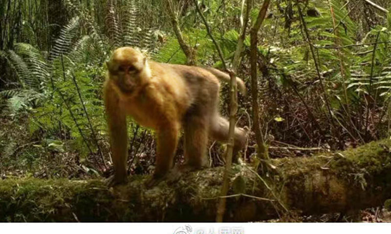 Macaque à joues blanches du Tibet Macaque à joues blanches du Tibet