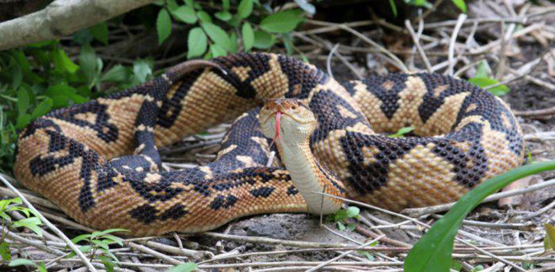 serpent bushmaster du Tibet