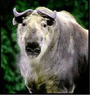 Takin du Tibet Takin du Tibet