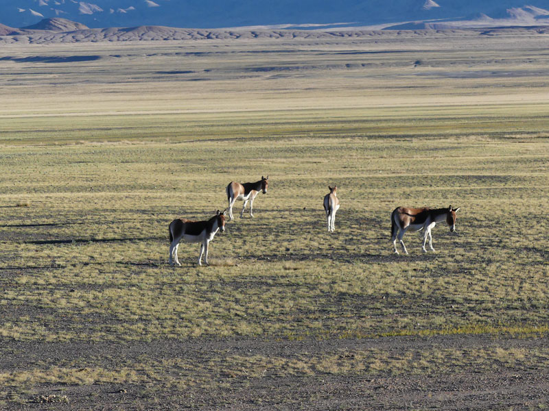 Kiang ou ânes sauvages du Tibet dans la réserve de Changtang (à Gerze, Elisabeth Martens septembre 2019)