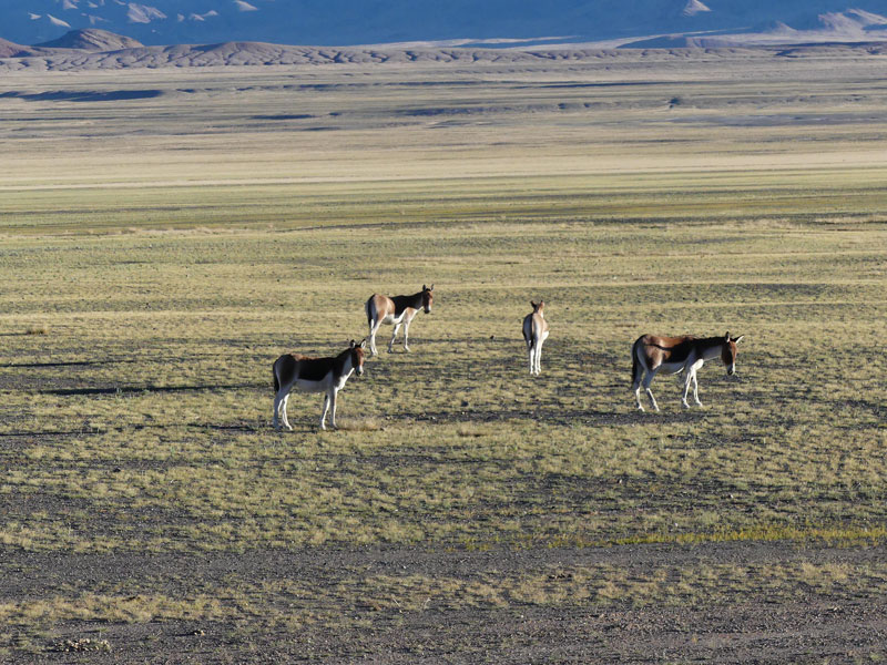 Kiang ou ânes sauvages du Tibet dans la réserve de Changtang (à Gerze, Elisabeth Martens septembre 2019) Kiang ou ânes sauvages du Tibet dans la réserve de Changtang (à Gerze, Elisabeth Martens septembre 2019)