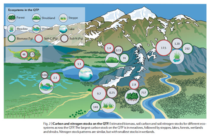 Une infographie montrant les stocks de carbone et d'azote sur le plateau du Qinghai-Tibet. Institut de biologie de Chengdu, CAS Une infographie montrant les stocks de carbone et d'azote sur le plateau du Qinghai-Tibet. Institut de biologie de Chengdu, CAS