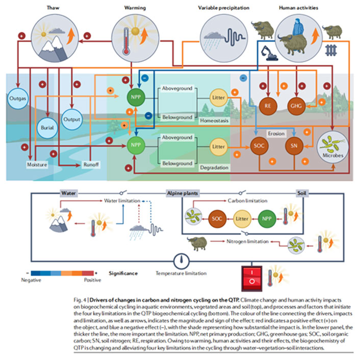 Une infographie montrant les facteurs de changement dans le cycle du carbone et de l'azote sur le plateau du Qinghai-Tibet. Institut de biologie de Chengdu, CAS Une infographie montrant les facteurs de changement dans le cycle du carbone et de l'azote sur le plateau du Qinghai-Tibet. Institut de biologie de Chengdu, CAS