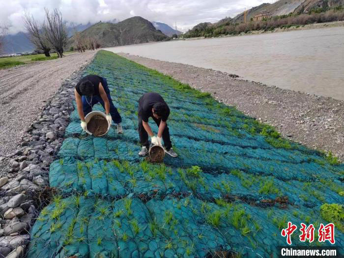 Les ouvriers prennent soin des sacs écologiques. China Hydropower Foundation Bureau of Tibet Branch pour la photo. Les ouvriers prennent soin des sacs écologiques. China Hydropower Foundation Bureau of Tibet Branch pour la photo.