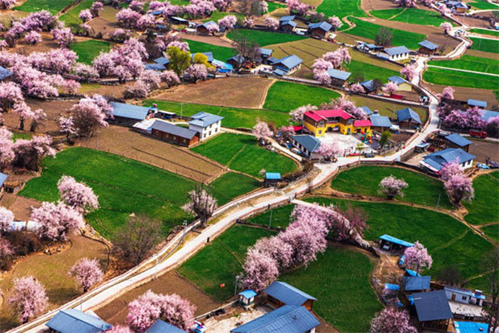 les pêchers sont en pleine floraison dans le village de Lhoma du comté de Zayul de la région autonome du Tibet -2021 (You Jinhua / Pic.people.com.cn)