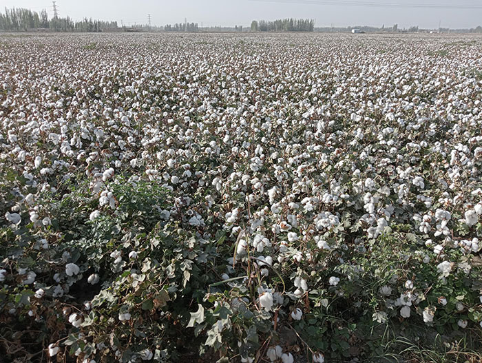 le champ de coton le champ de coton