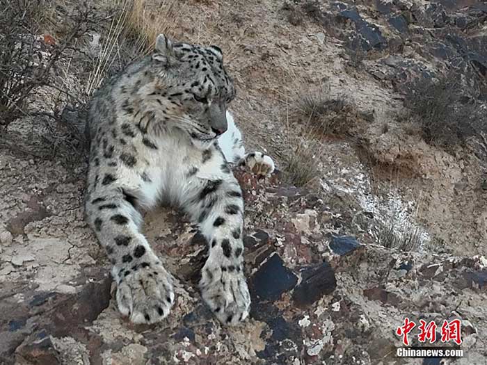la panthère des neiges, une espèce protégée de première classe en Chine la panthère des neiges, une espèce protégée de première classe en Chine