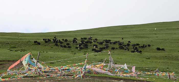 Tibet oriental, 2017 Tibet oriental, 2017