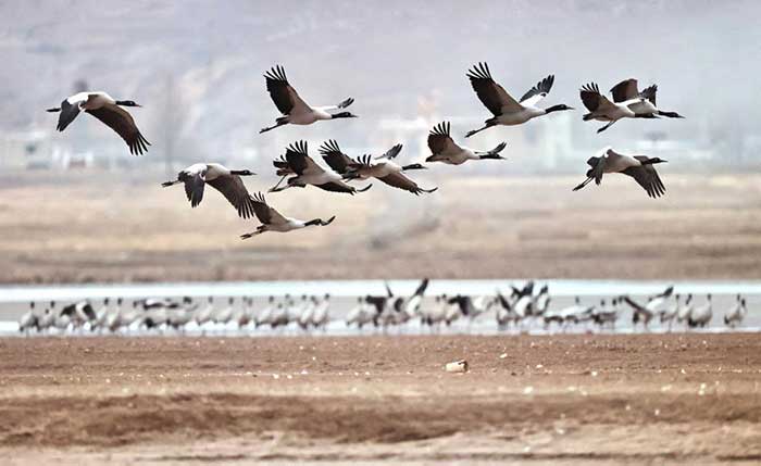 Grues à cou noir au lac de Lhundrub; photo Xinhua Grues à cou noir au lac de Lhundrub; photo Xinhua