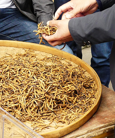 Une récolte de Cordyceps (2019)