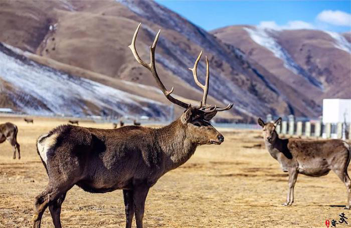 Des cerfs élaphes Des cerfs élaphes
