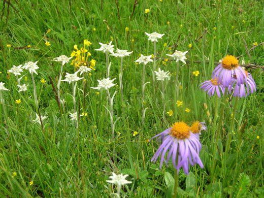 Prairie fleurie au mois d'août dans le nord du Tibet (2005)