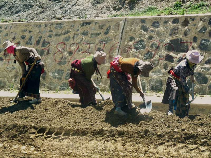 Terrassières tibétaines sur la route entre Lanzhou et Linxia (Gansu), 06/08/2009 (Photo Thérèse De Ruyt)