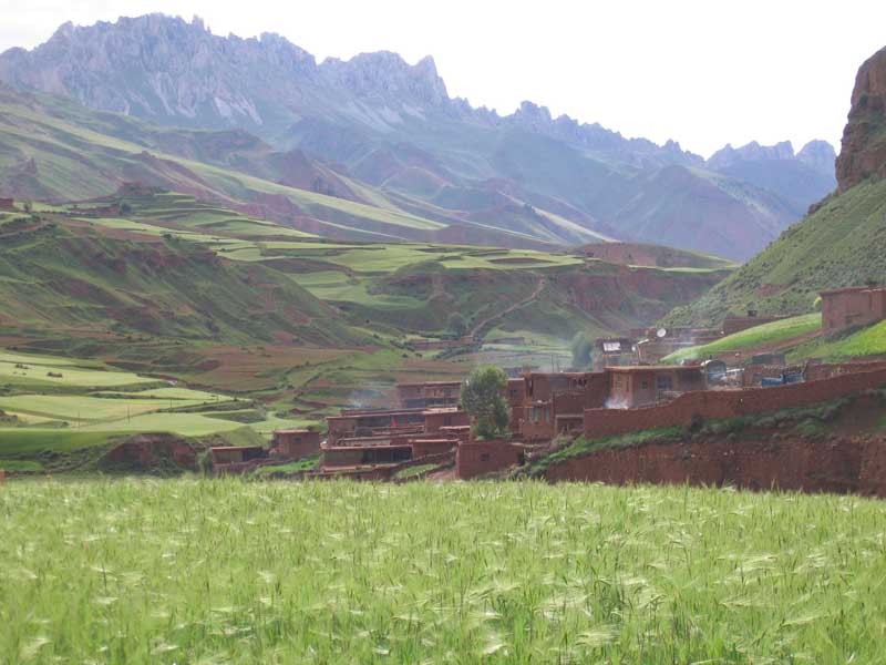  Champ d'orge au village de Desi (photo JPDes., 2005)