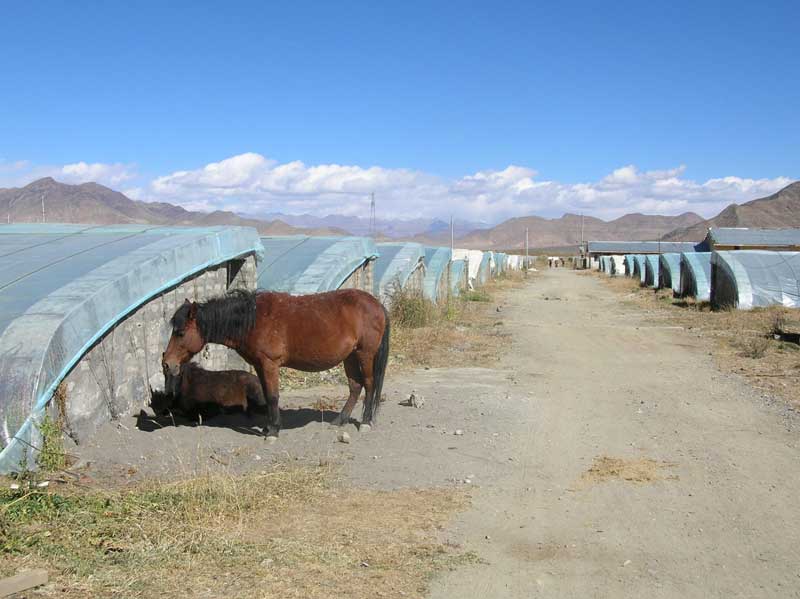 serres à légumes au Tibet (photo Jpdes, 2008)