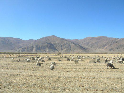 le bétail est ’privé’ et ’collectif’ en même temps, ainsi que les terres. Il n’y a pas (trop) de fils barbelés pour séparer ’son’ mouton de celui du voisin (Qinghai, photo JPDes, 2005)