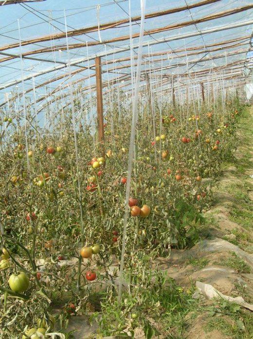 des tomates à 4000m, entre Gyangze et Xigaze des tomates à 4000m, entre Gyangze et Xigaze