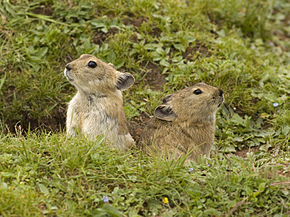 Pikas du Tibet (photo du Net) Pikas du Tibet (photo du Net)