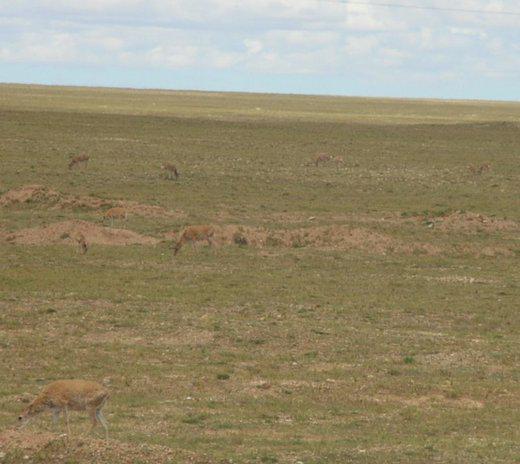 regardez bien : il y a des antilopes ! (photo JPDes., Changtang, 2007)