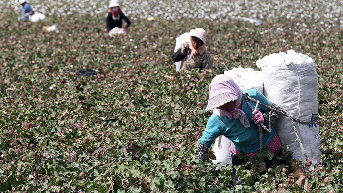 Récolte du coton au Xinjiang
