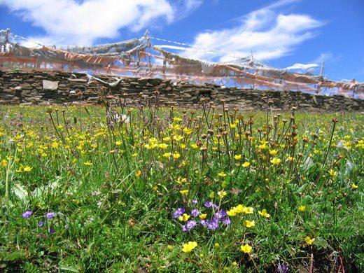 La prairie au Qinghai ’refleurit’ déjà...(photo JPDes ., 2005) La prairie au Qinghai ’refleurit’ déjà...(photo JPDes ., 2005)