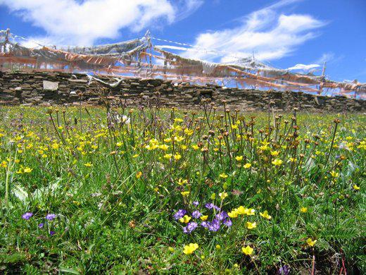  La prairie au Qinghai ’refleurit’ déjà...(photo JPDes ., 2005)