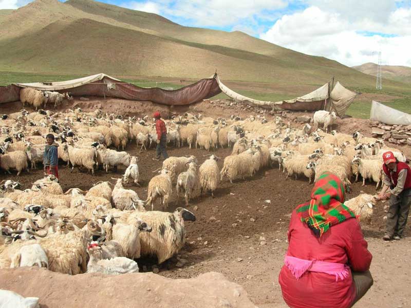Originaires de la région de Lhassa, ils sont venus s’installer dans la région aride de Sanjiangyuan, à cause de la surpopulation des troupeaux là-bas (JPD 2007) Originaires de la région de Lhassa, ils sont venus s’installer dans la région aride de Sanjiangyuan, à cause de la surpopulation des troupeaux là-bas (JPD 2007)