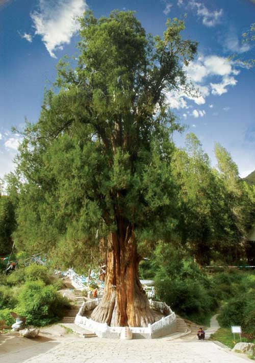 Un cupressus gigantea, vieux de quelque 2 600 ans  (Photo Wikipedia)