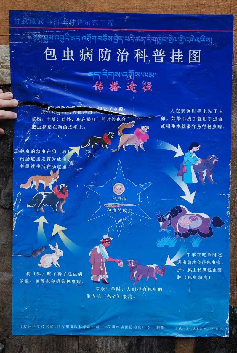 Affiche d'info concernant la transmission de parasites par les animaux (Sichuan, frontière du Tibet, 2007)